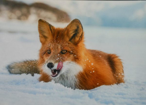 Юсин Первозданная Россия Геннадий