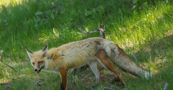 Линька у лисиц