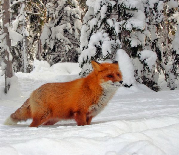 Презентация по лисе