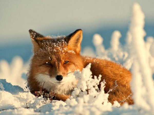 Лисенок зимой