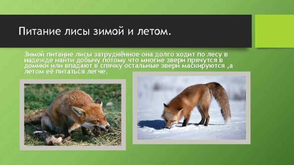 Животные меняют шубу