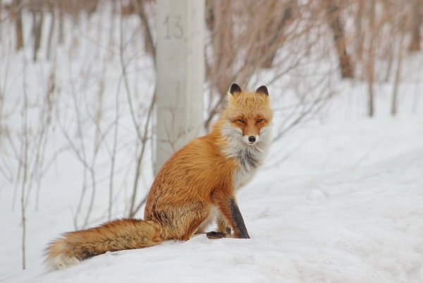 Лиса летом в лесу
