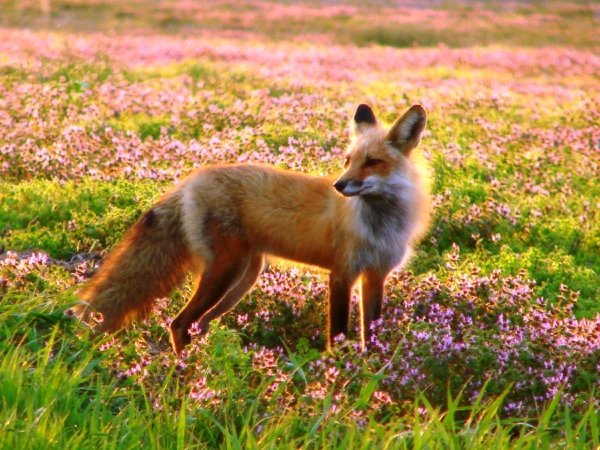 Кабардино-Балкарский заповедник фауна
