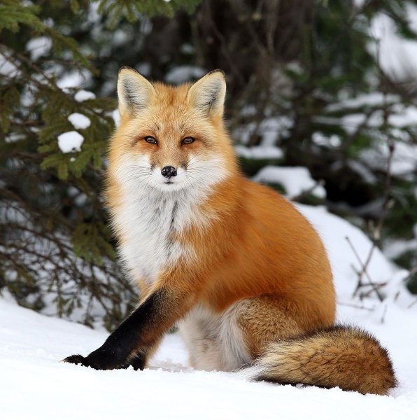 Бэйби Фокс лиса