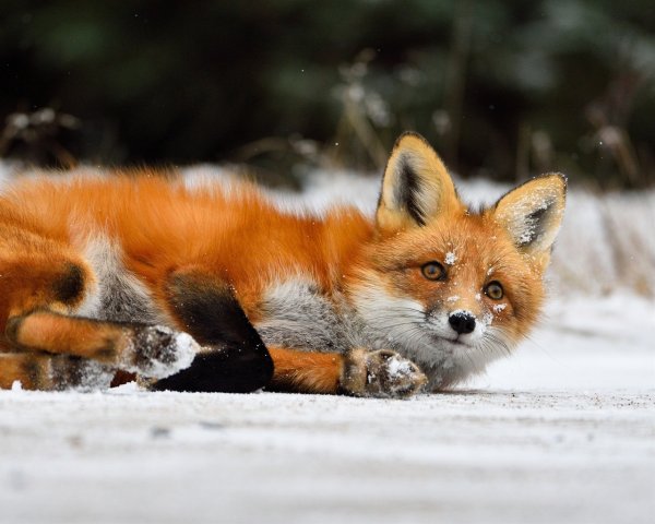 Лиса в снегу