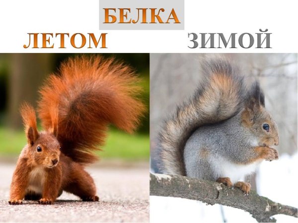 Белка зимой и летом