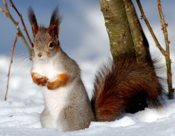 Окрас белки зимой и летом