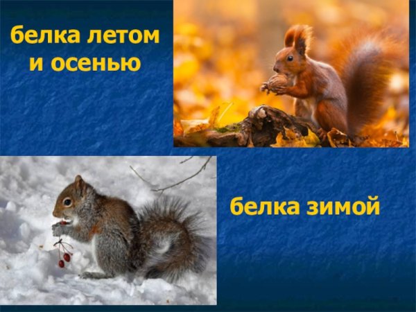 Белка летом и зимой для детей
