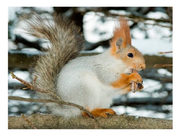 Белка зимой и летом