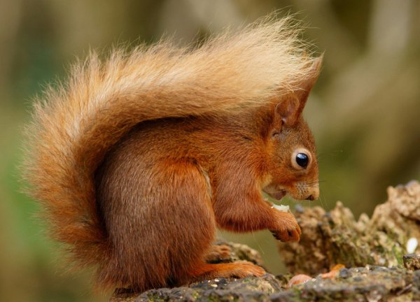 Белаа мееяет шубку зимой
