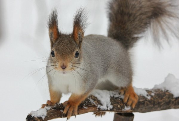 Белка летом