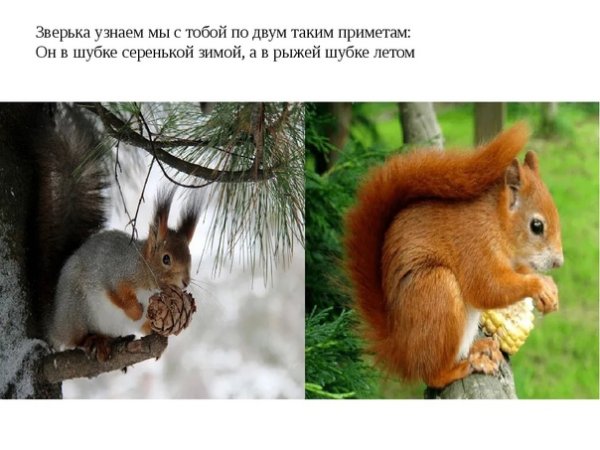 Белка зимой и летом