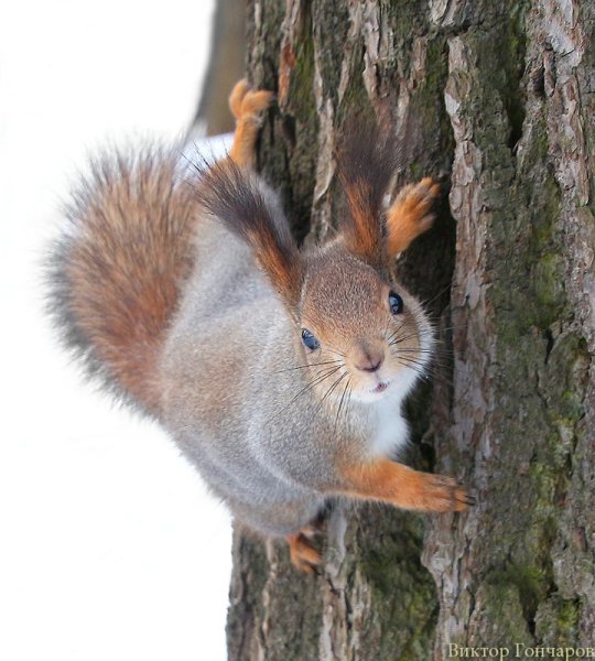 Белки зимой серые