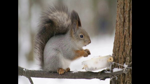 Белка обыкновенная зимой