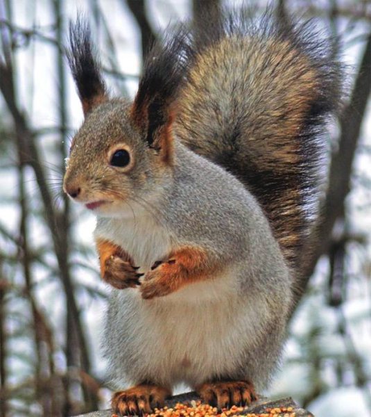 Белка летом и белка зимой