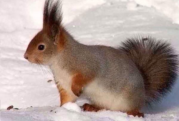 Среднерусская белка