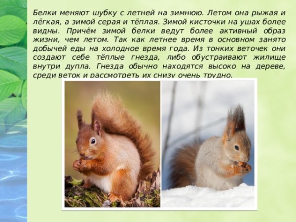 Белка зимой и летом