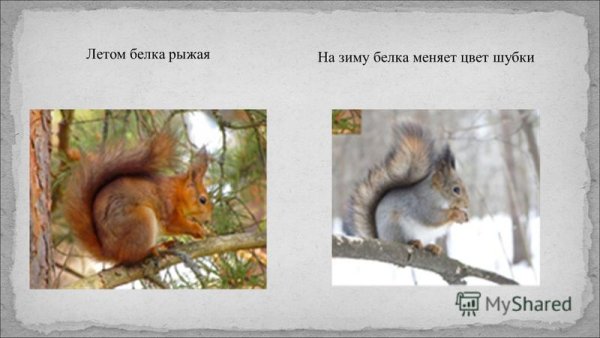 Белочка меняет цвет шубки