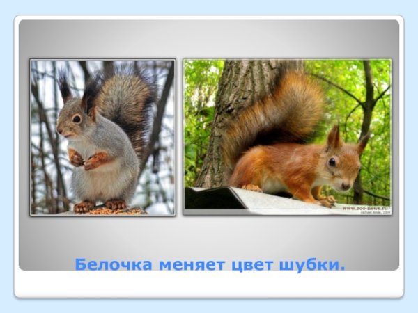 Белка средней полосы России