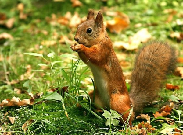 Белка зимой и летом