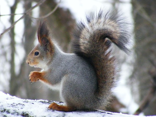 Белка зимой и летом