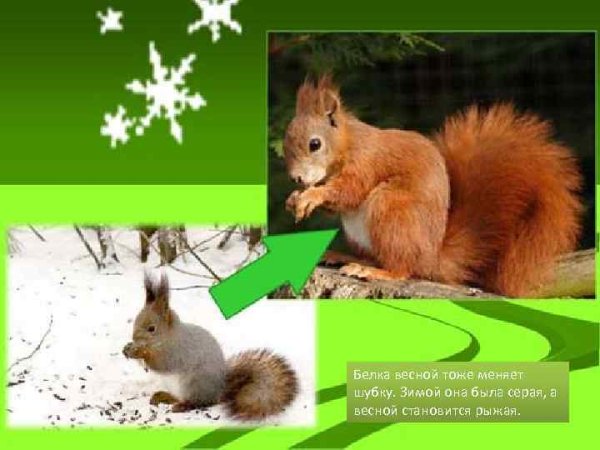 Белочка зимой
