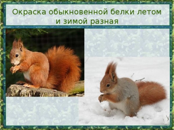 Рассказ о белке