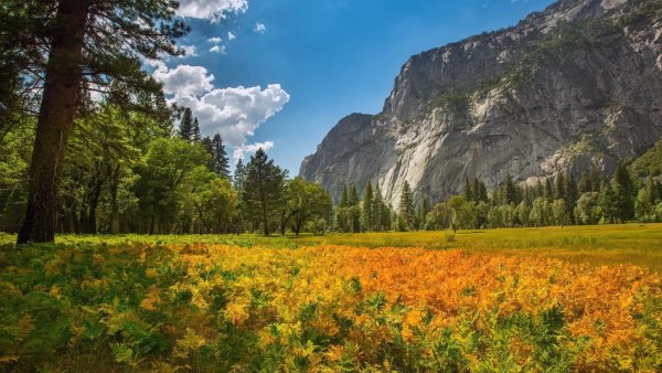 Природа горы лес