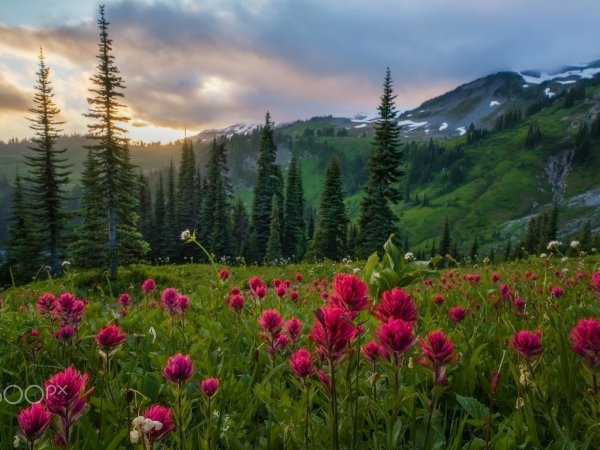 Цветы в горах