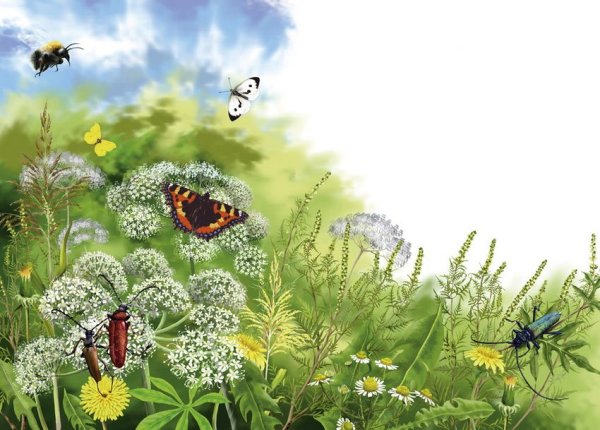 Нищева мир природы насекомые и пауки