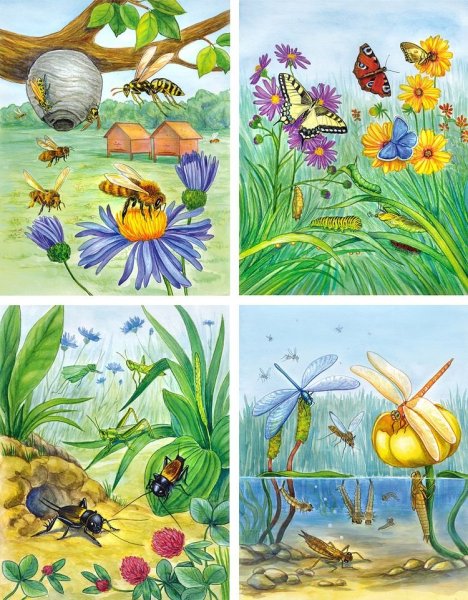 Нищева мир природы насекомые и пауки