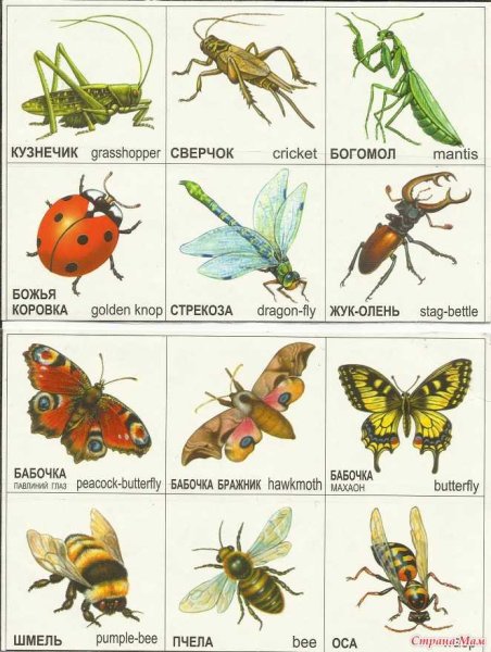 Насекомые названия