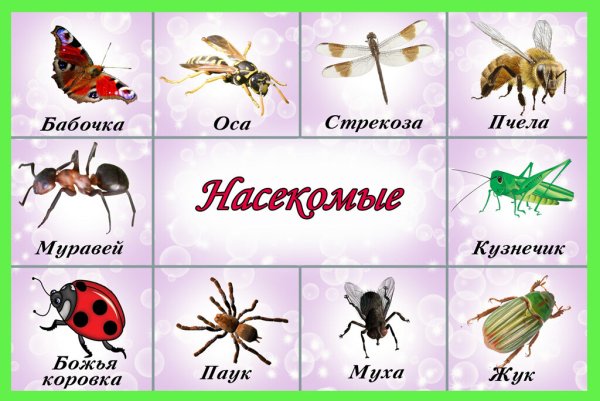 Божьи коровки на цветах