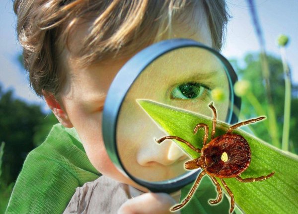 Картина насекомые Нищева