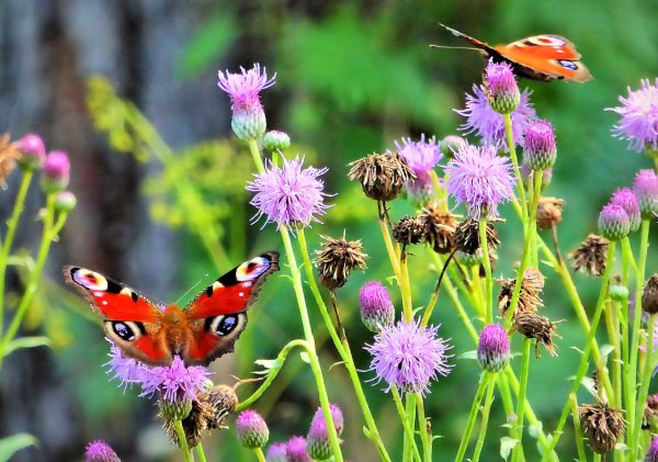 Пальчиковая гимнастика насекомые