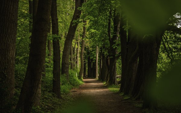 Тенистые аллеи Ирландия