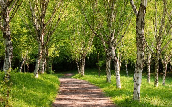 Рассвет в лесу