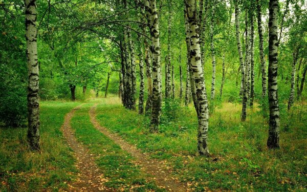 Березовая роща Тверь