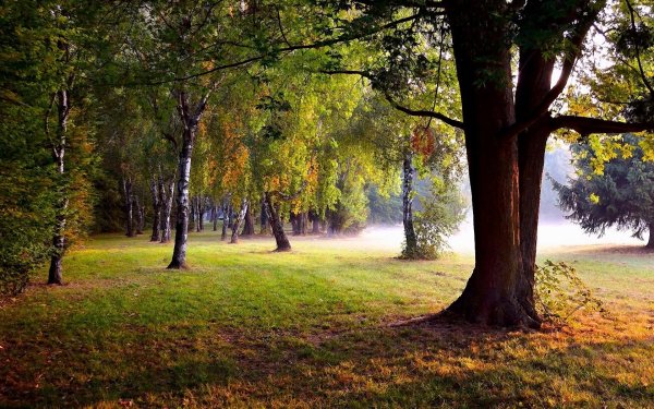 Тропинка в лесу 1920 1080