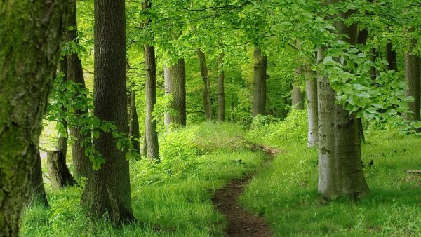 Лесной пейзаж