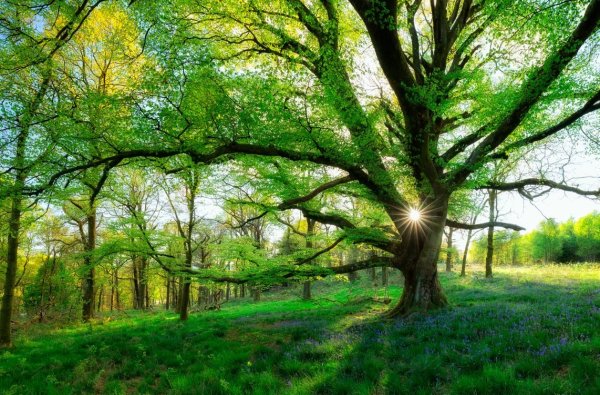 Летний пейзаж