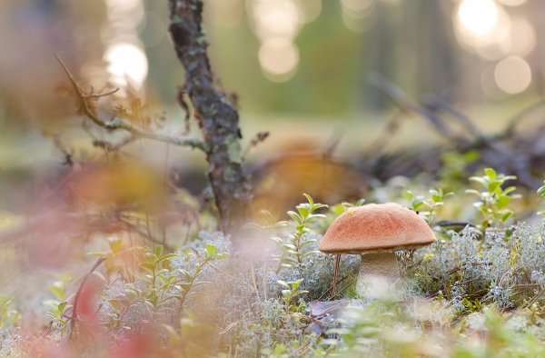 Раннее летнее утро