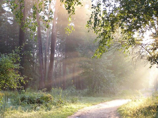 Русский лес Березовая роща