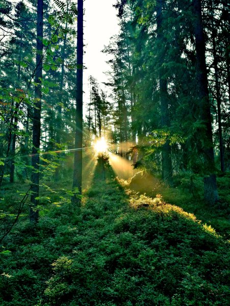 Поляна одуванчиков