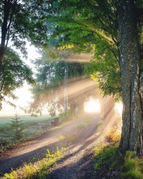 Березы и ромашки