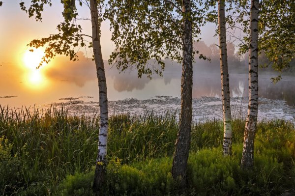Ромашково Васильковое поле фото