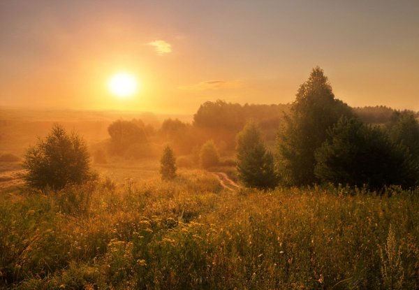 Красивые открытки с добрым утром лес