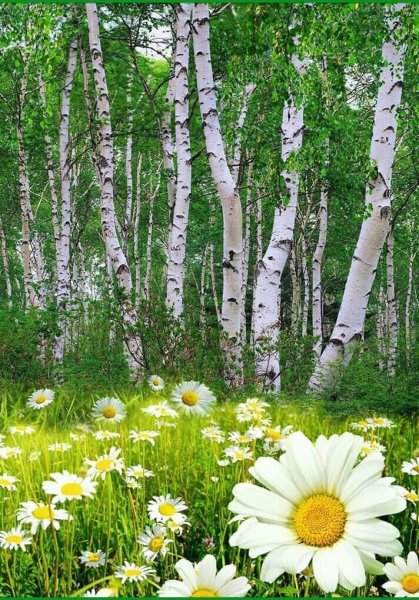 С добрым утром березы