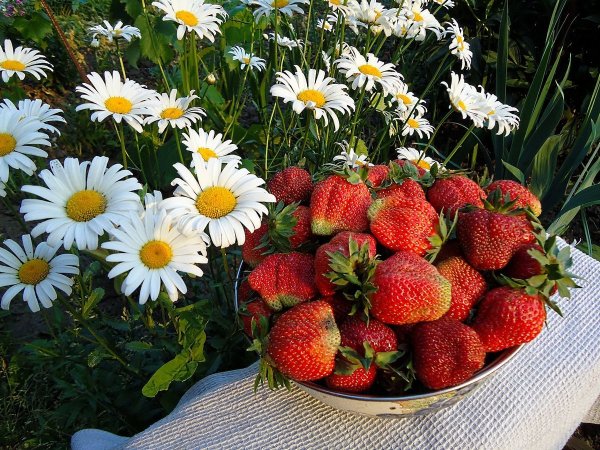 Ромашки и ягоды