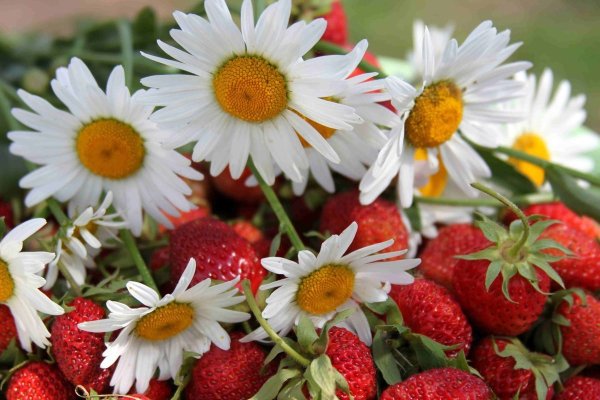 Ромашки и ягоды